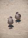 Grey seagulls at a beach