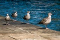 Grey seagulls sitting on the stone shore by the blue water