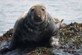 Grey Seal Royalty Free Stock Photo