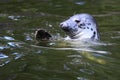 Grey seal Royalty Free Stock Photo