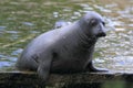 Grey seal Royalty Free Stock Photo