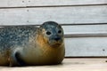 Grey seal during annal moulting