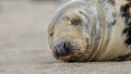 Grey Seal asleep on the beach. Royalty Free Stock Photo