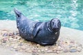 Grey seal basking in the sun, Riga Zoo, Latvia Royalty Free Stock Photo