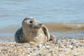 Grey seal basking Royalty Free Stock Photo