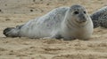 Grey Seal on the Beach 4