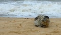 Grey Seal on beach with ocean in the background. Royalty Free Stock Photo