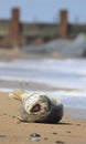 Grey seal on beach and ocean Royalty Free Stock Photo
