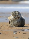 Grey seal on beach and ocean Royalty Free Stock Photo
