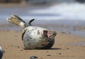 Grey seal on beach and ocean Royalty Free Stock Photo