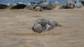 Grey Seal being body confident happy content lazy Royalty Free Stock Photo