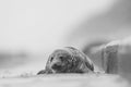 Grey Seal being washed over by a wave, Norfolk, UK. Royalty Free Stock Photo