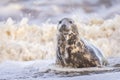 Grey Seal being washed over by a wave, Norfolk, UK. Royalty Free Stock Photo