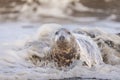 Grey Seal being washed over by a wave, Norfolk, UK. Royalty Free Stock Photo