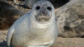 Grey Seal Close Up on Beach
