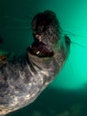 Grey seal Royalty Free Stock Photo