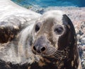 Grey seal Royalty Free Stock Photo