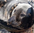 Grey seal Royalty Free Stock Photo