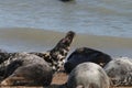 Grey seal colony on the beach horsey gap Norfolk Royalty Free Stock Photo
