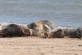 Grey seal colony on the beach horsey gap Norfolk Royalty Free Stock Photo