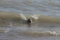 Grey seal colony on the beach horsey gap Norfolk Royalty Free Stock Photo