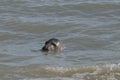 Grey seal colony on the beach horsey gap Norfolk Royalty Free Stock Photo