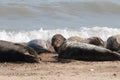 Grey seal colony on the beach horsey gap Norfolk Royalty Free Stock Photo