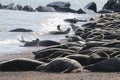 Grey seal colony on the beach horsey gap Norfolk Royalty Free Stock Photo