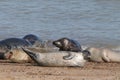 Grey seal colony on the beach horsey gap Norfolk Royalty Free Stock Photo