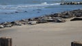 Grey Seal Colony, enjoying a summers day