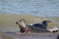 Grey seal colony on horsey gap beach England Royalty Free Stock Photo