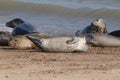 Grey seal colony on horsey gap beach England Royalty Free Stock Photo
