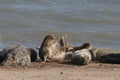 Grey seal colony on horsey gap beach England Royalty Free Stock Photo
