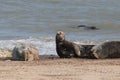 Grey seal colony on horsey gap beach England Royalty Free Stock Photo