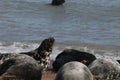 Grey seal colony on horsey gap beach England Royalty Free Stock Photo