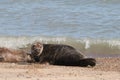 Grey seal colony on horsey gap beach England Royalty Free Stock Photo