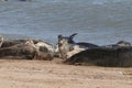 Grey seal colony on horsey gap beach England Royalty Free Stock Photo