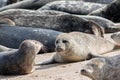 Grey seal colony Horsey Uk. Wild marine animals portrait Royalty Free Stock Photo