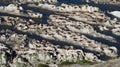 Grey Seal Colony Resting on Rocks Royalty Free Stock Photo