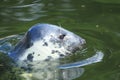 Grey seal Royalty Free Stock Photo