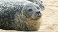 Grey Seal Enjoying Time on the Beach