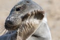 Grey seal face close-up. Bashful gray seal. Cute animal image