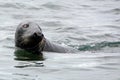 Grey seal, Farne Islands Nature Reserve, England