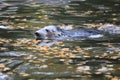 Grey seal