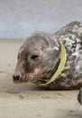 Grey Seal with frisbee round its neck, Plastic Pollution, Norfolk beach, Sand dunes, Horsey, England Royalty Free Stock Photo