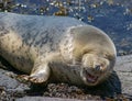 Grey Seal / Halichoerus grypus Royalty Free Stock Photo