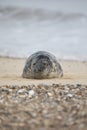 Grey Seal at Horsey Gap, Norfolk Royalty Free Stock Photo