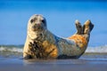 Grey Seal, Halichoerus grypus, detail portrait in the blue water. Seal with blue wave in the background. Animal in the nature sea