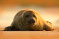 Grey Seal, Halichoerus grypus, detail portrait on the sand beach. Seal with orange morning sky in the background. Animal in the na Royalty Free Stock Photo