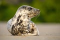 Grey Seal, Halichoerus grypus, detail portrait on the sand beach. Seal with sand beach. Animal in the nature sea habitat. Seal wit Royalty Free Stock Photo